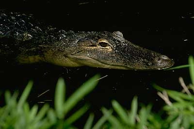 american alligator