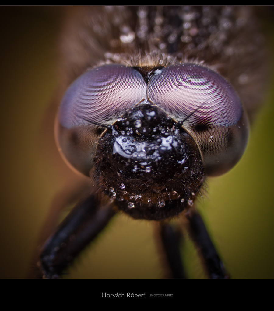 Dragonfly 3