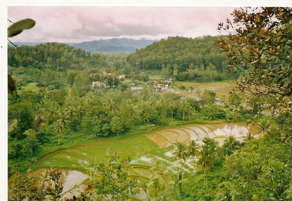 rizsteraszok, indonézia