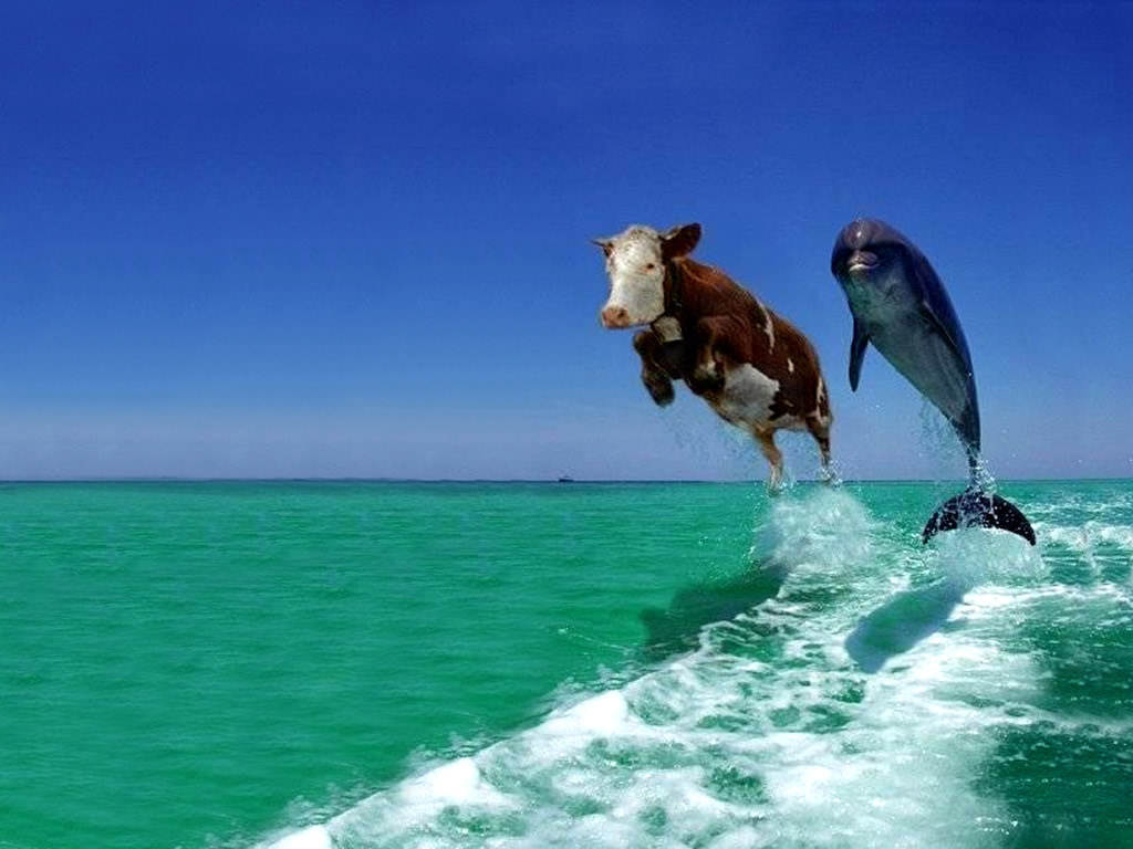 cow-dolphin