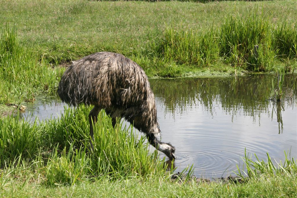 emu iszik