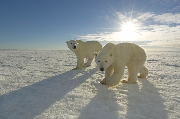 polar-bears-sun 1811592i