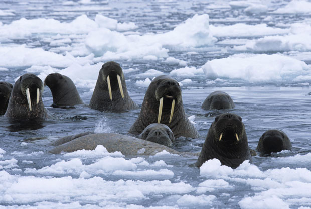 Walruses