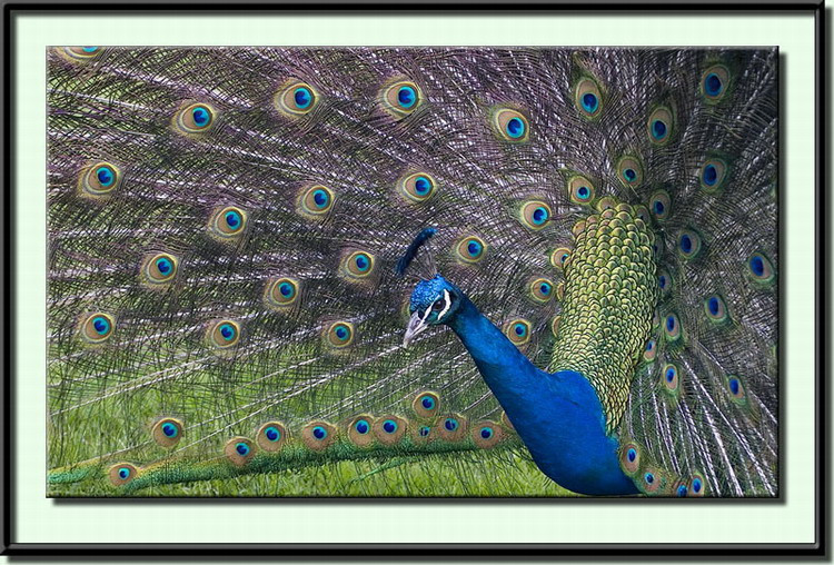 peacock tail up