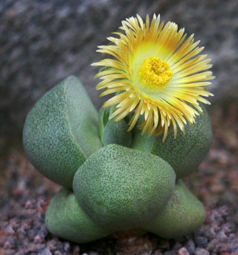 pleiospilos2