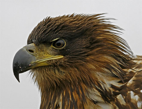 474White-tailed-Eagle