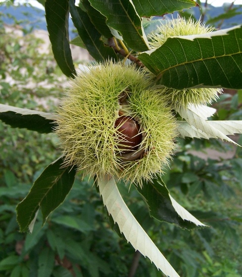 Castanea sativa Edel-Kastanie 1