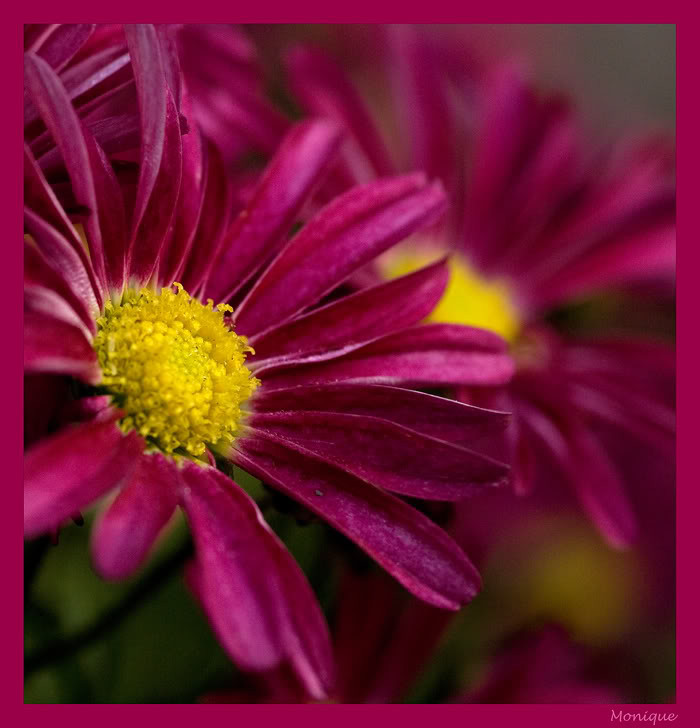 Chrysantweb0867