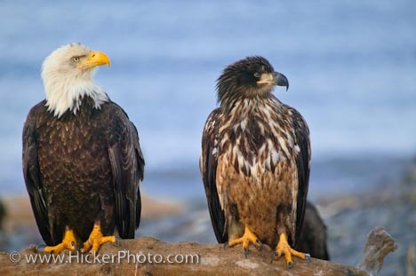 patriotic-bald-eagles 41590