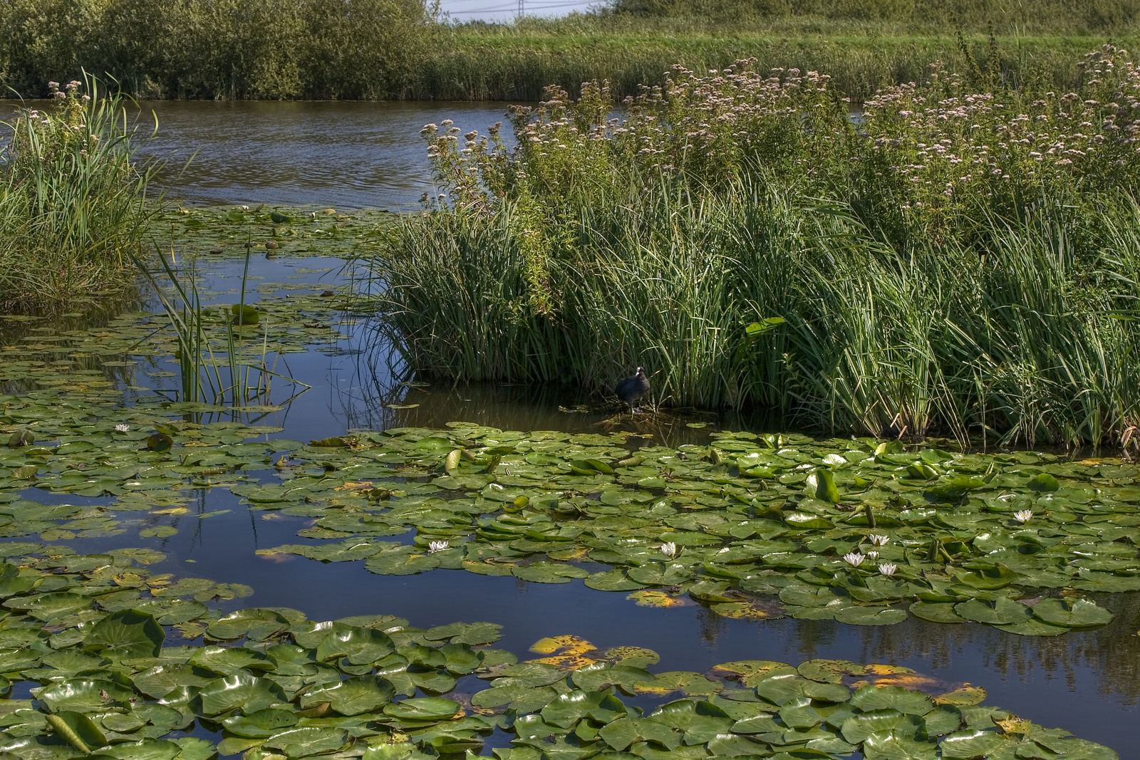 Kinderdijk