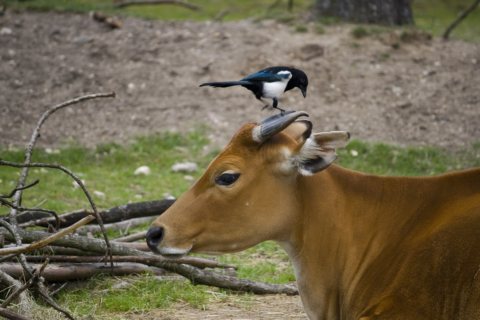 Burger's Zoo