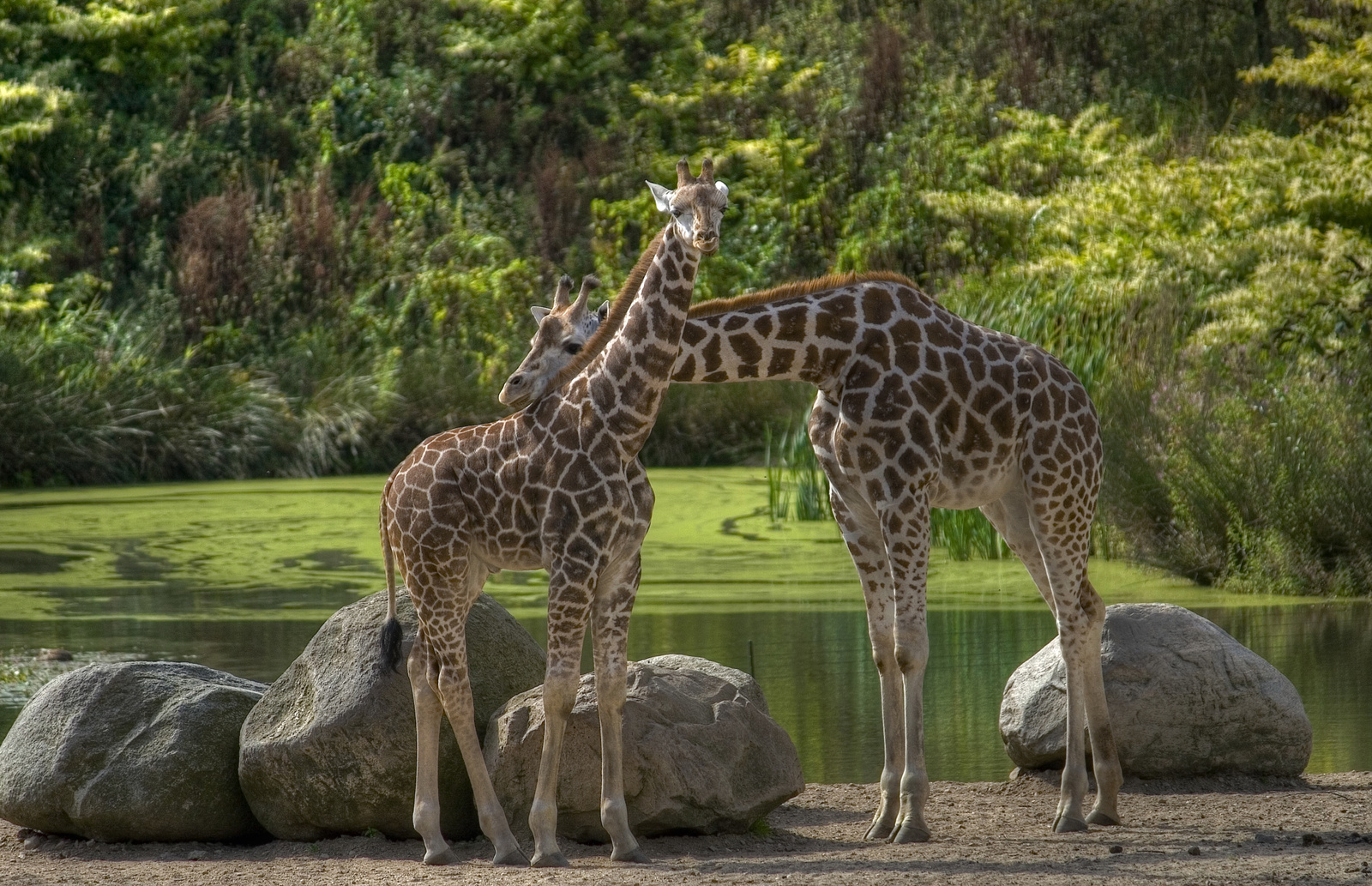 Burger's Zoo