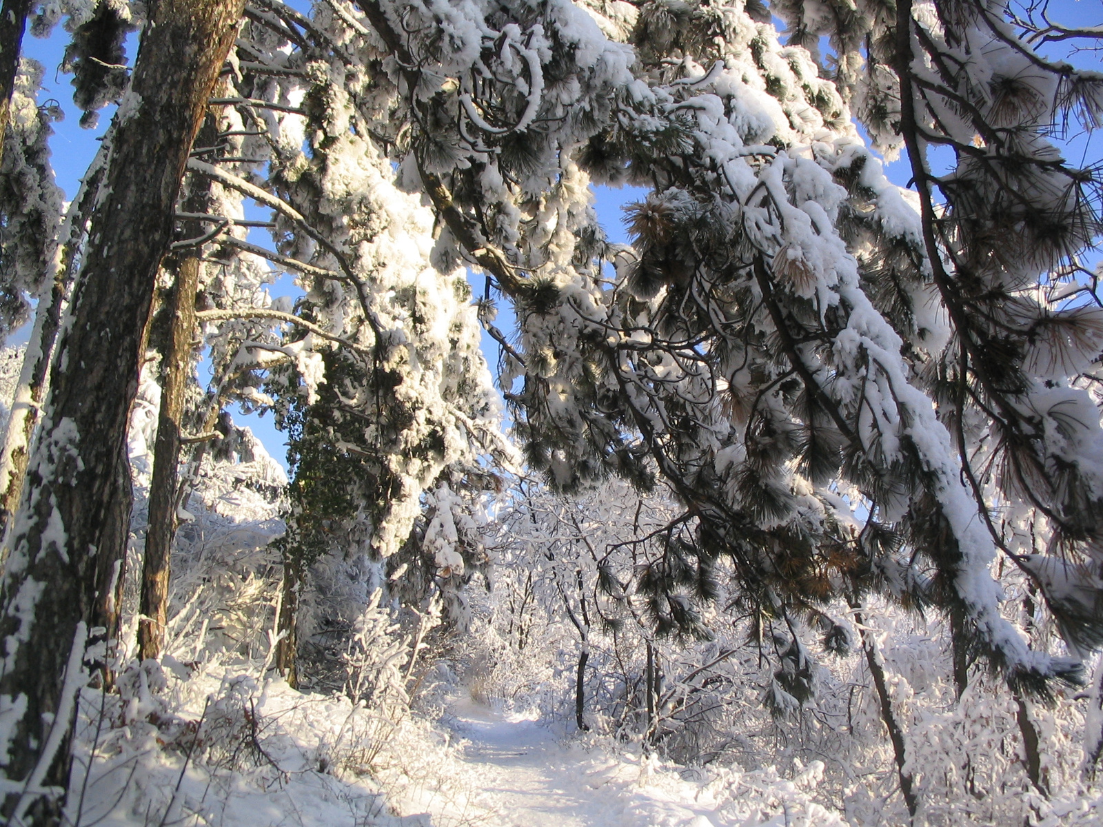 Téli Mecsek(2008.január 4.) 020