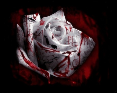 blood rose