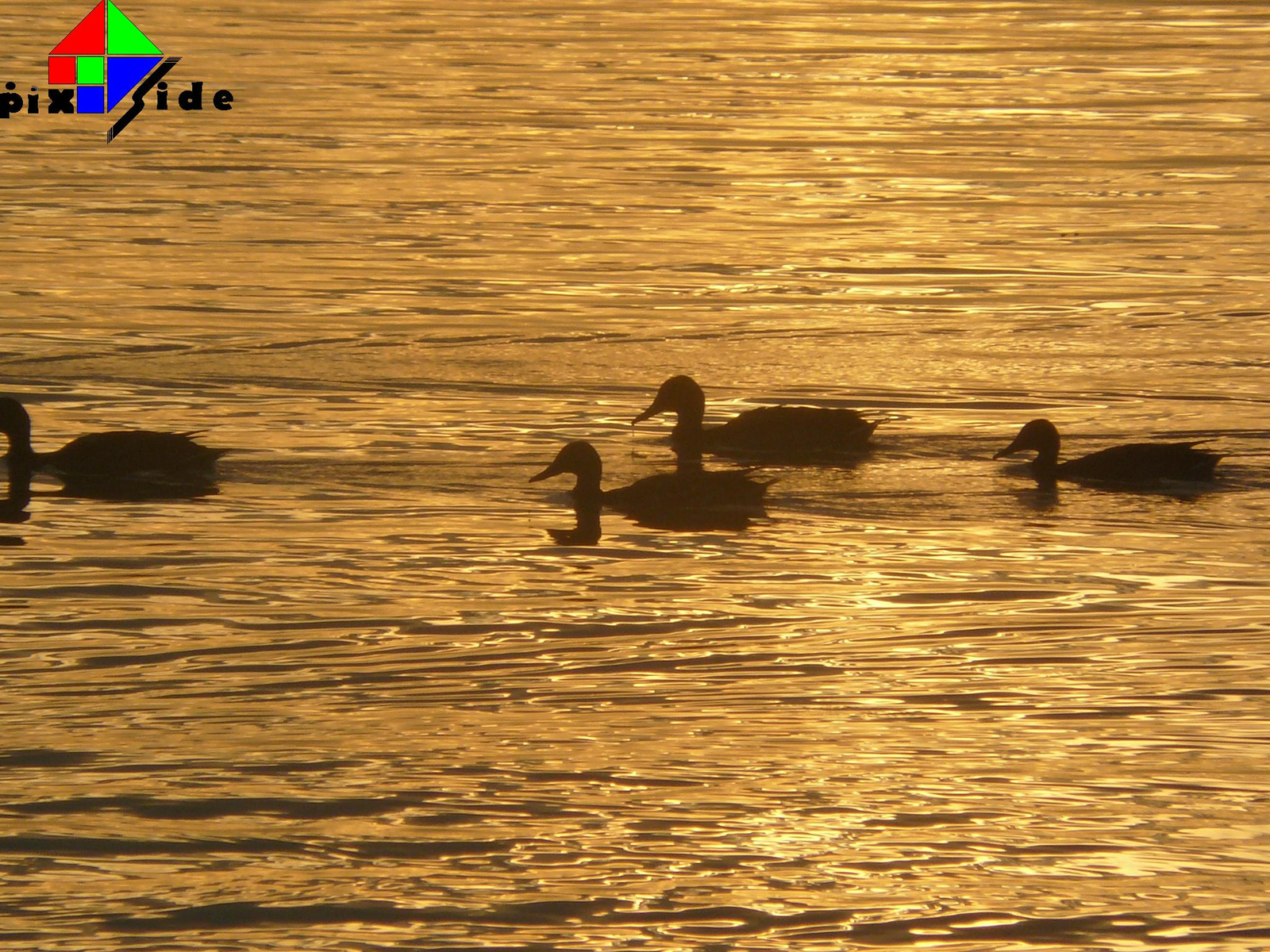 Ducks on goldenbrige