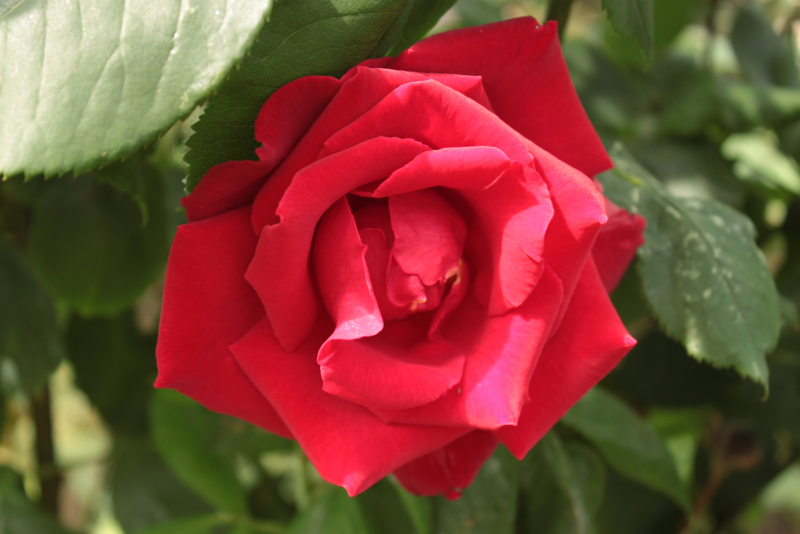 A vörös rózsám