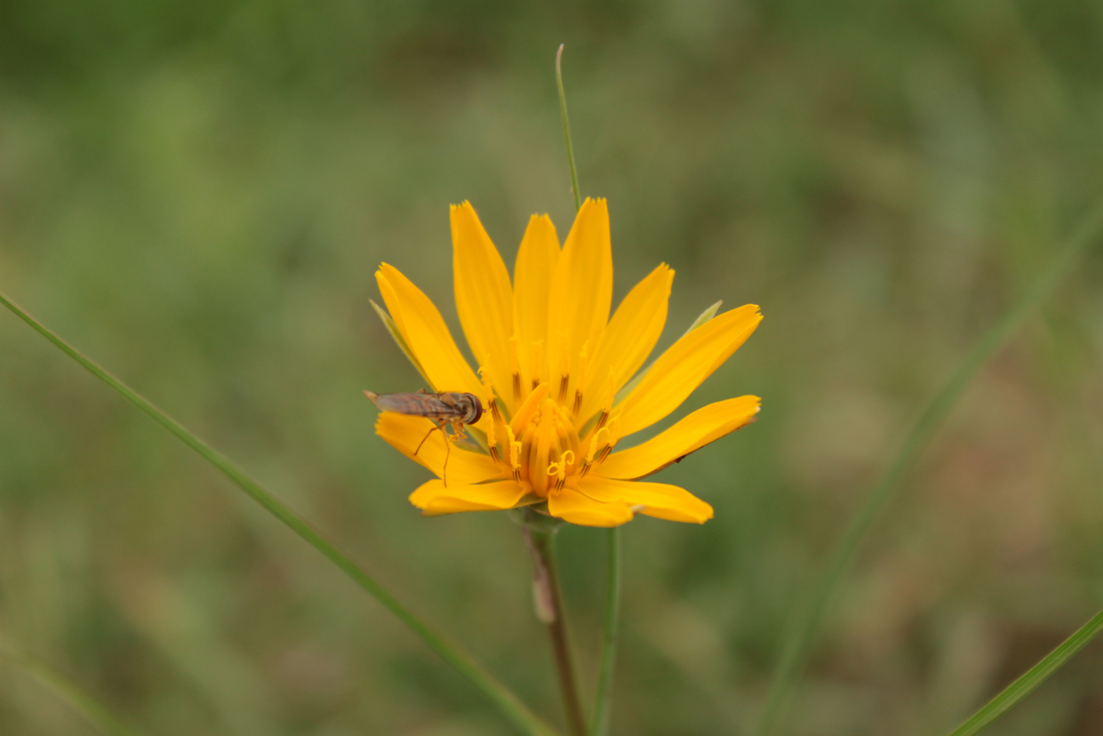 Sárga virág rovarral