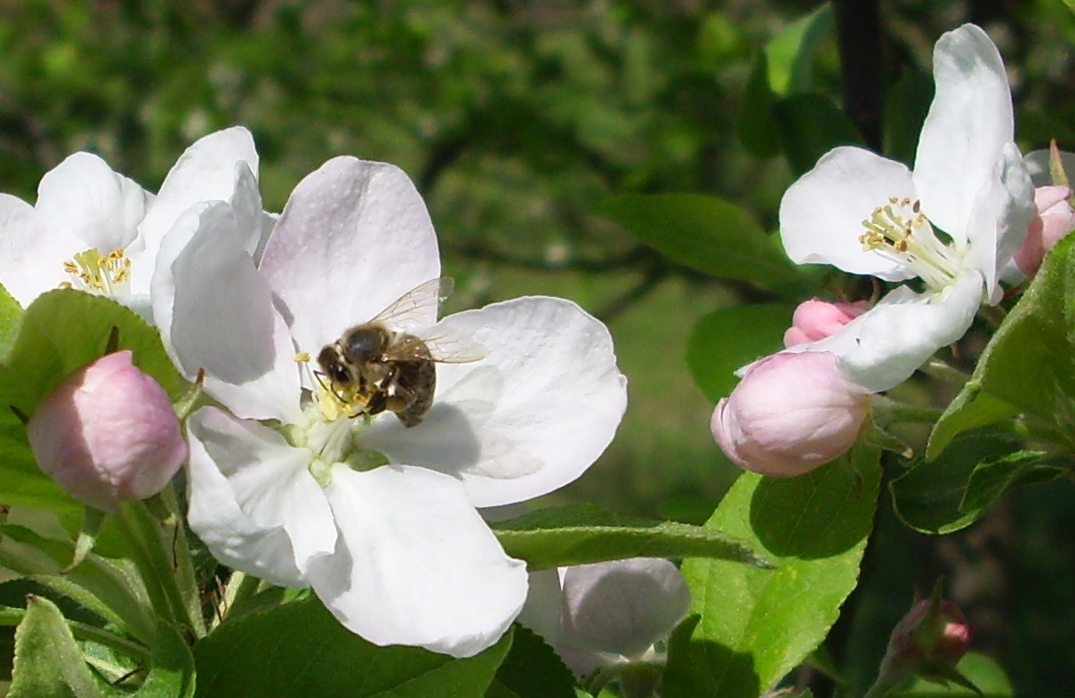 méh almavigágon