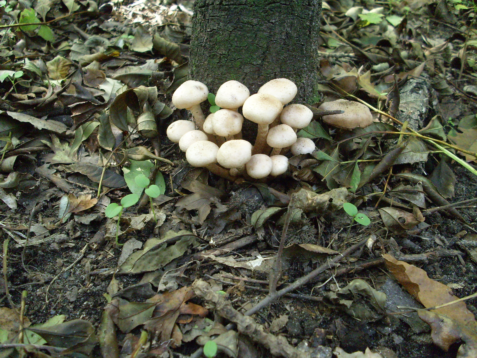 Nyeles fehér gombák