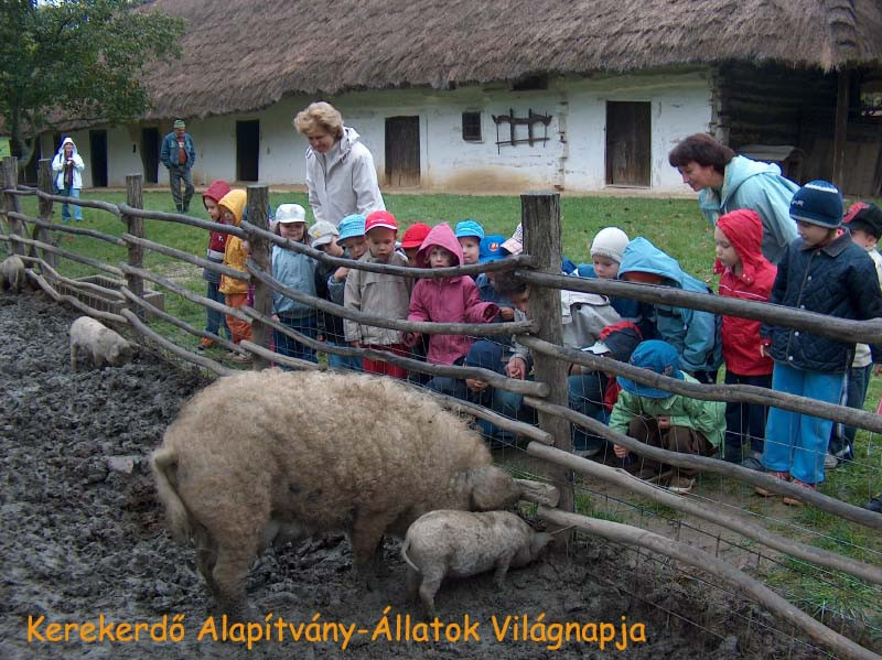 kerekerdő-állatok világnapja