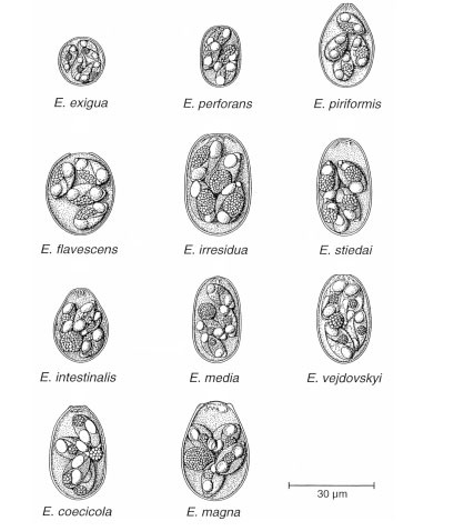 eimeria spp. (nyúl)