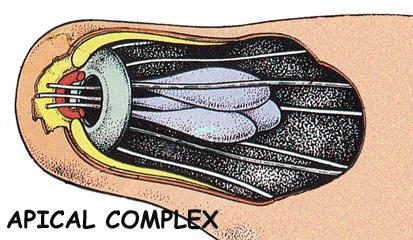 apical complex2