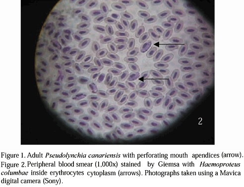 haemoproteus columbae2