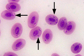 Plasmodium gallinaceum (tyúk)