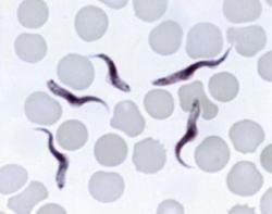 trypanosoma congolense