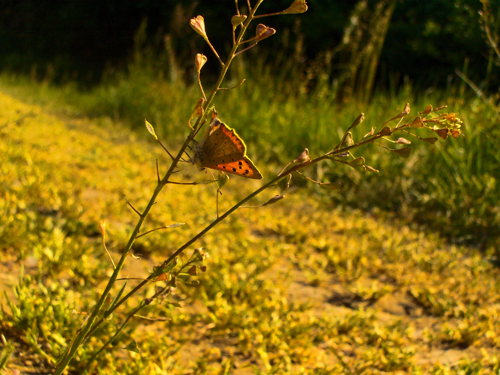 "...butterflies are free to fly, why do they fly away.."