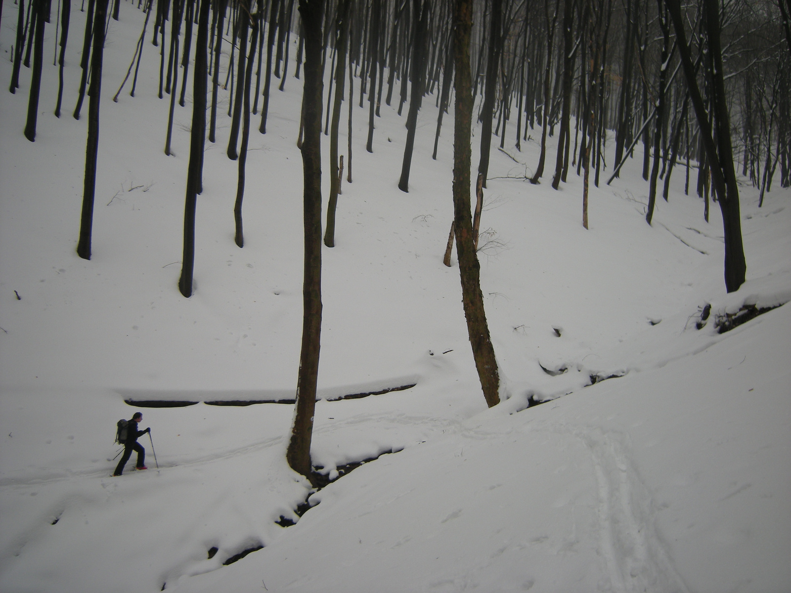 Az erdő és a hó rengetegben elvész az ember. Fotó: Palásti G. Gy