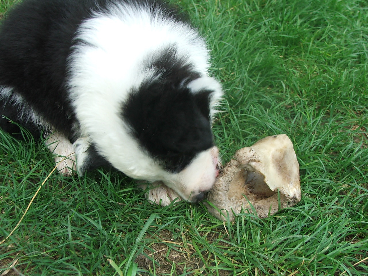 2011 .Lajosmizse-Forestry Farm 040