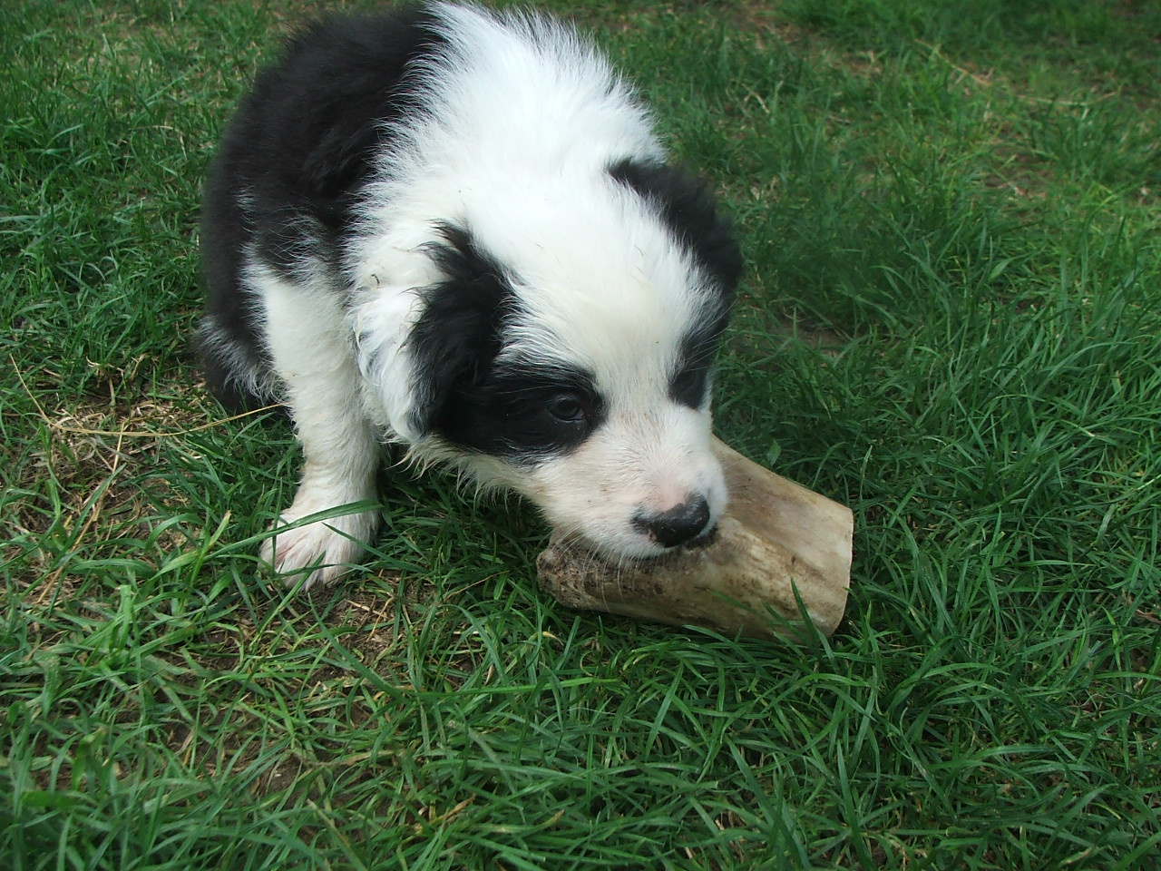 2011 .Lajosmizse-Forestry Farm 042