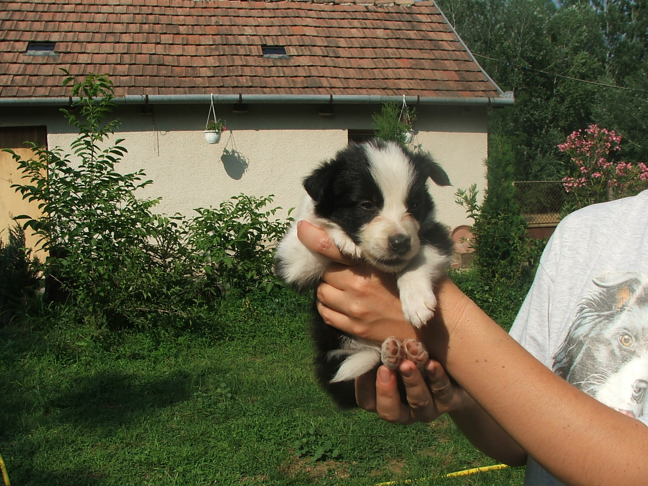 2011 .Lajosmizse-Forestry Farm 101