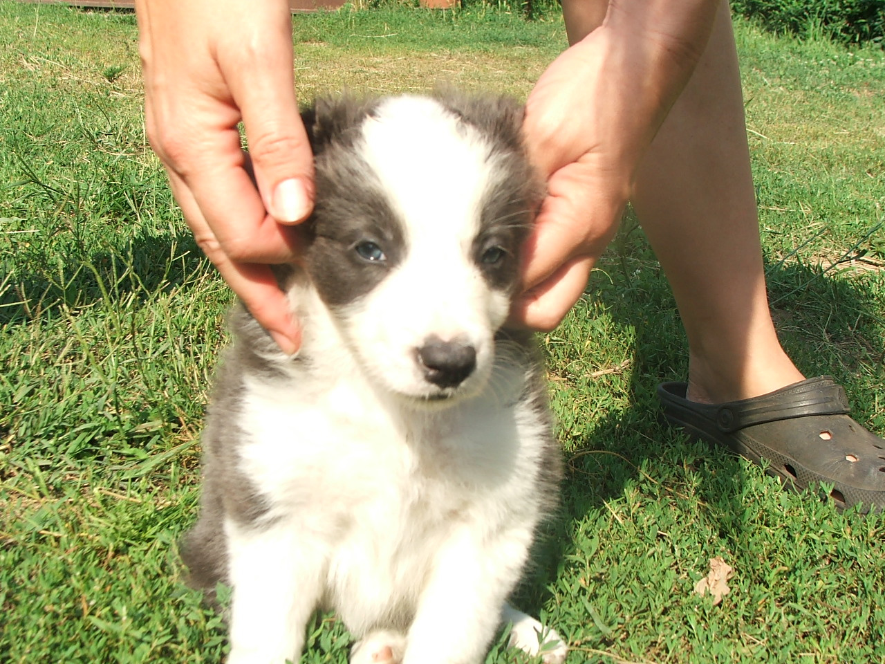 2011 .Lajosmizse-Forestry Farm 119