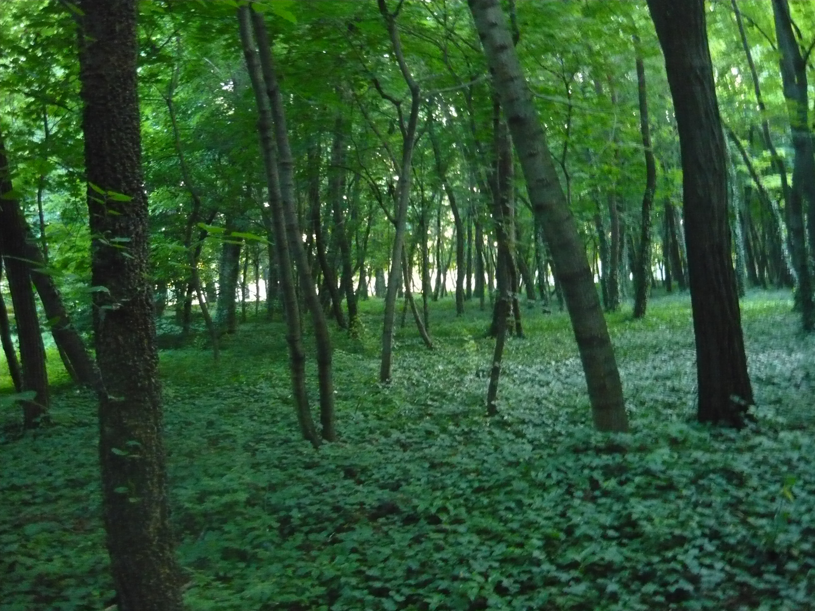 erdő