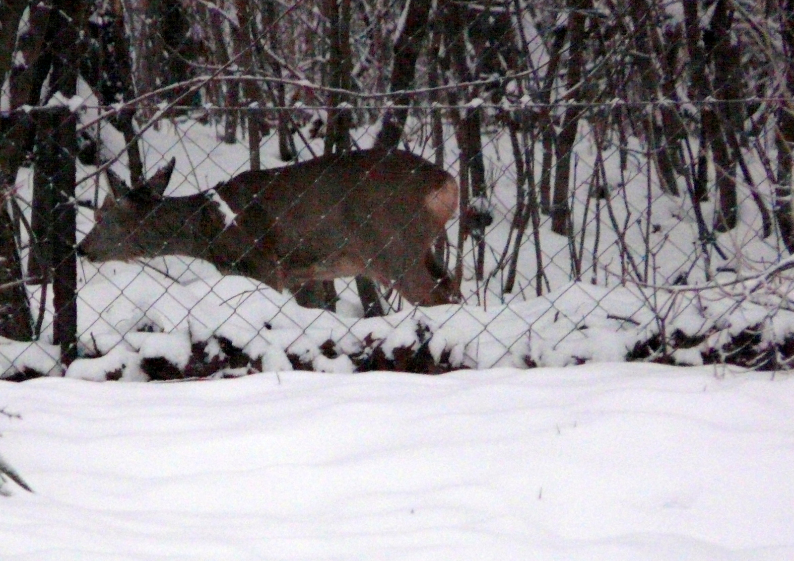 Őzike 2010.12.26. 7-37-09