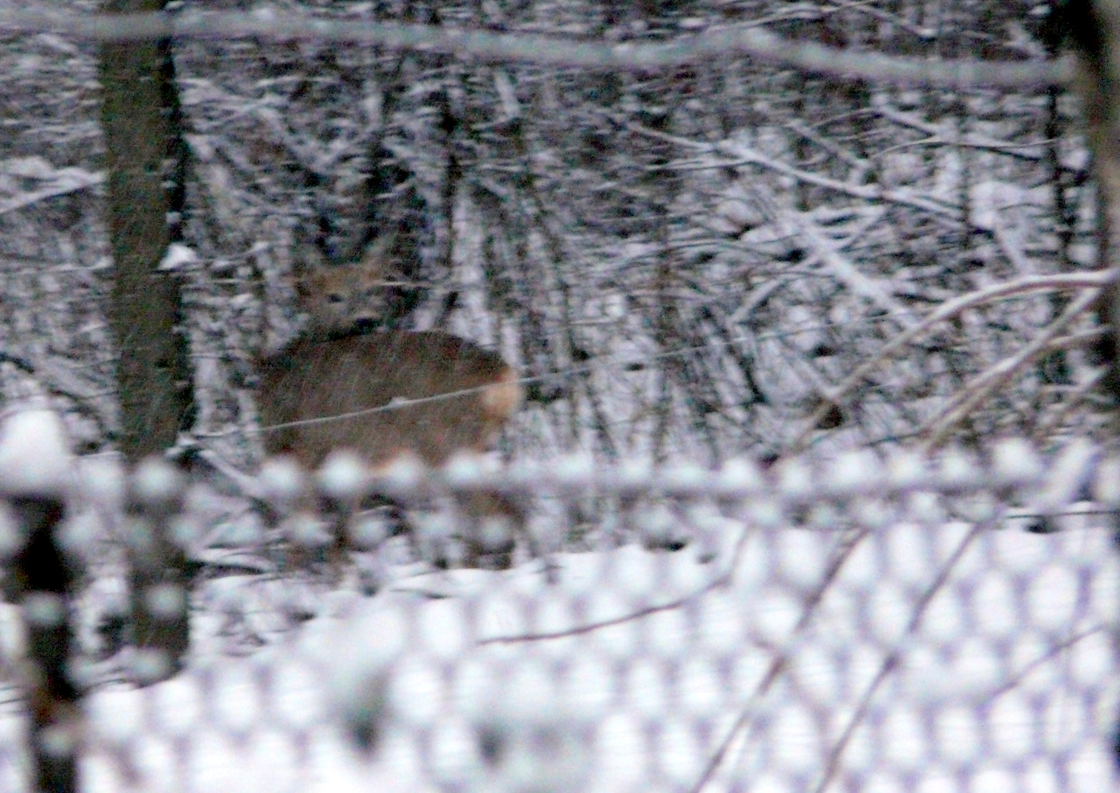 Őzike 2010.12.26. 7-40-07