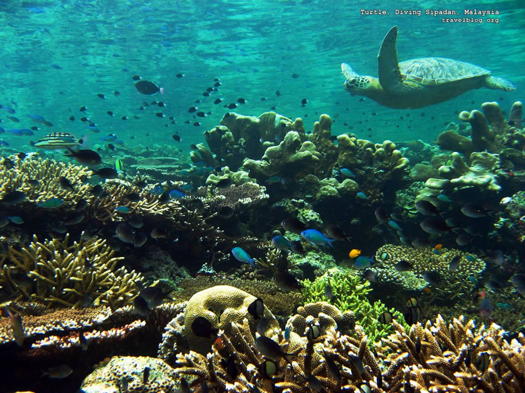 tb turtle diving sipadan malaysia