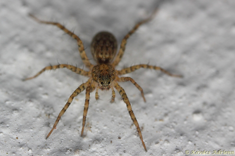 2. Pusztai farkaspók 1 (Pardosa agrestis)