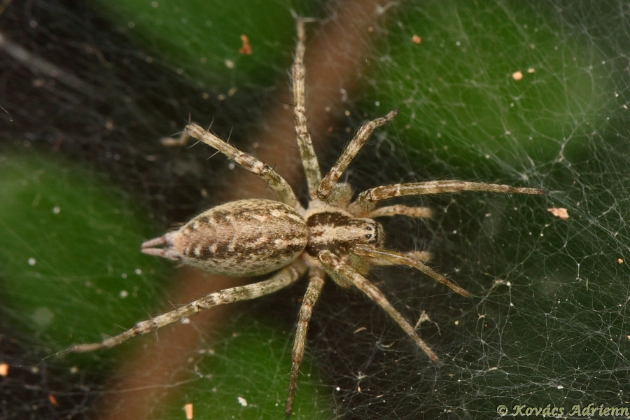 Illó tölcsérpók (Agelena labyrinthica) 1