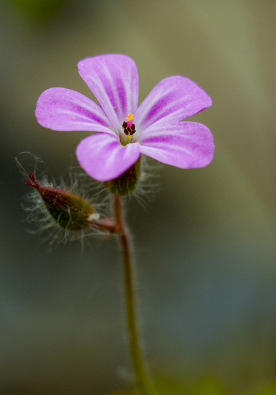 Flower II