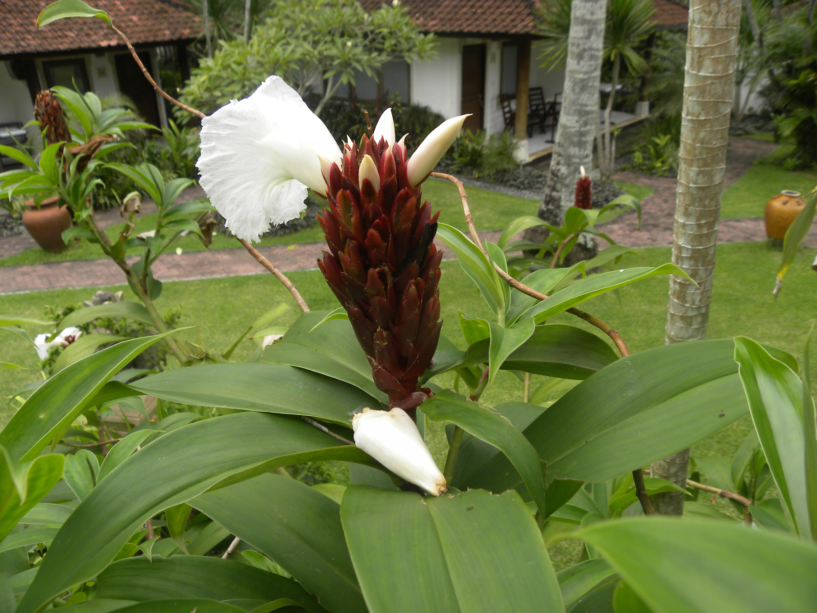 virágok Balin