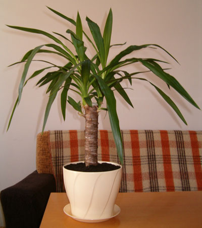 yucca UJ