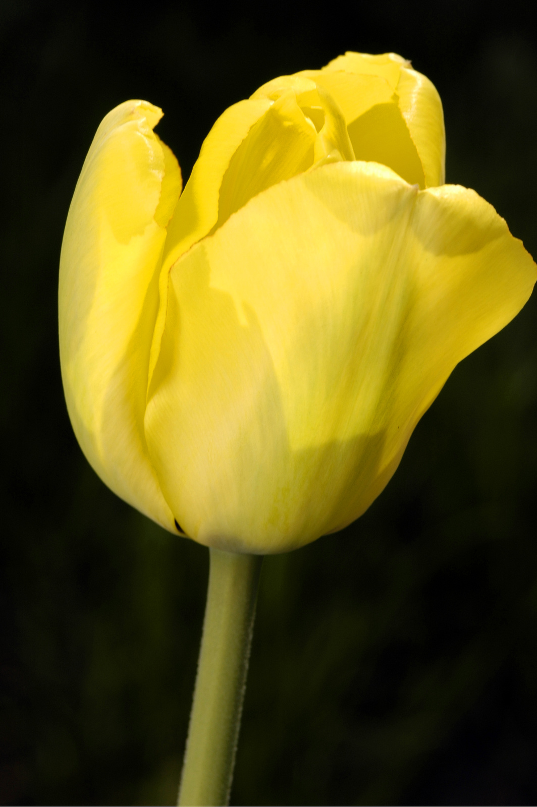 tulip