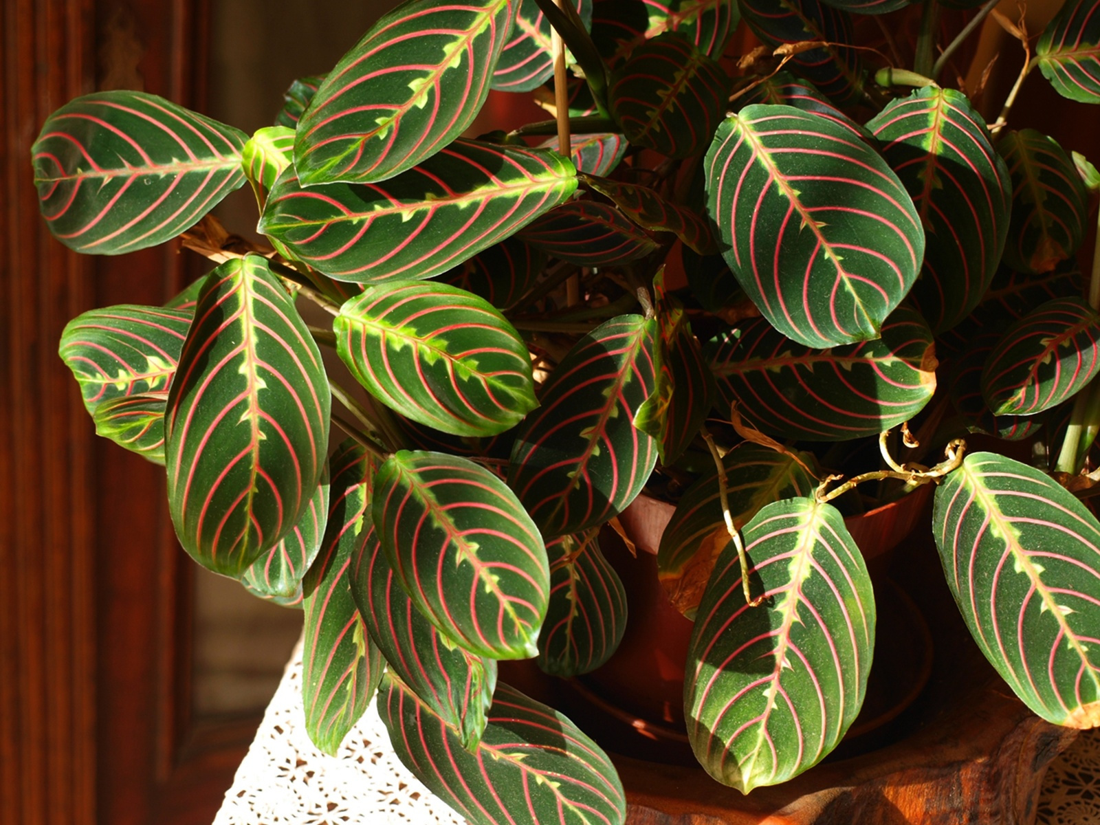 maranta