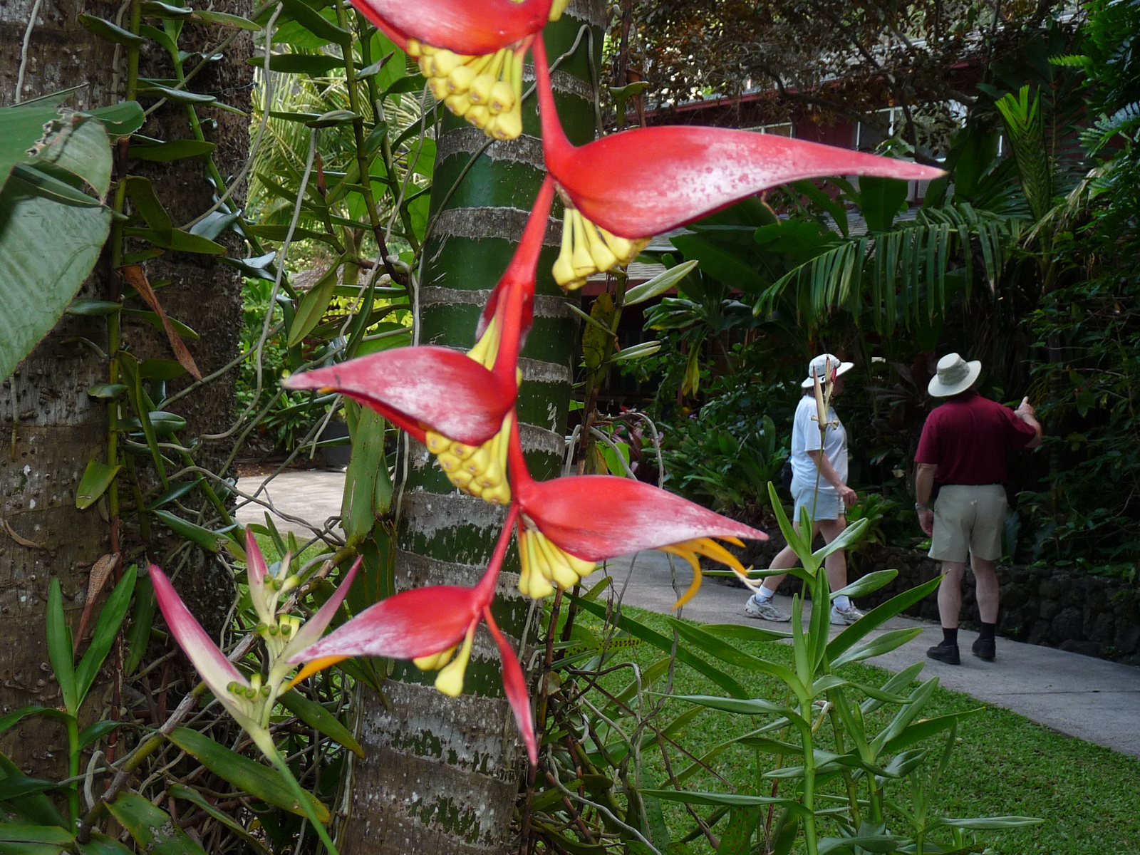 0378 Maui-Tropical Gardens