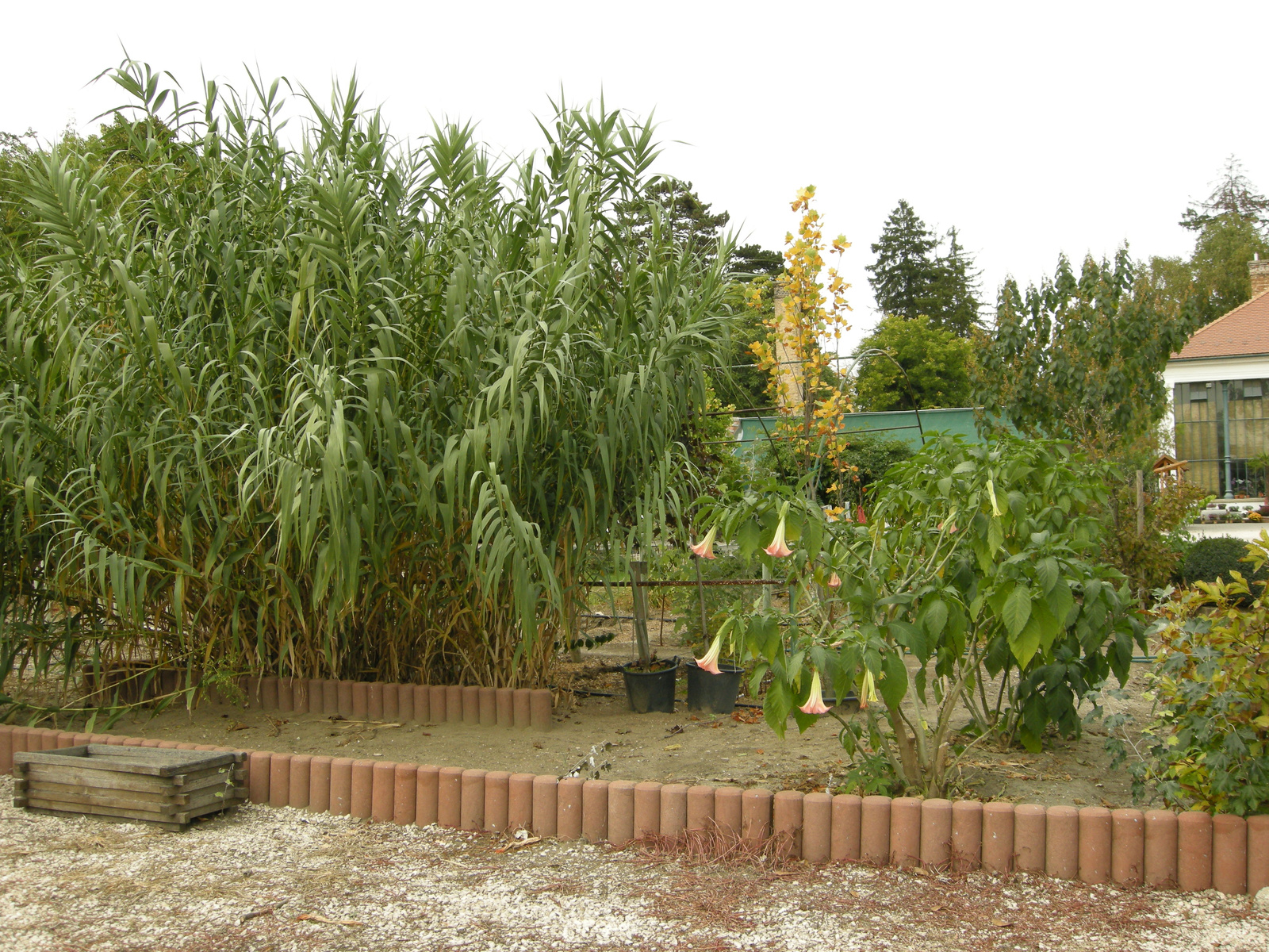 Bambusz és angyaltrombita