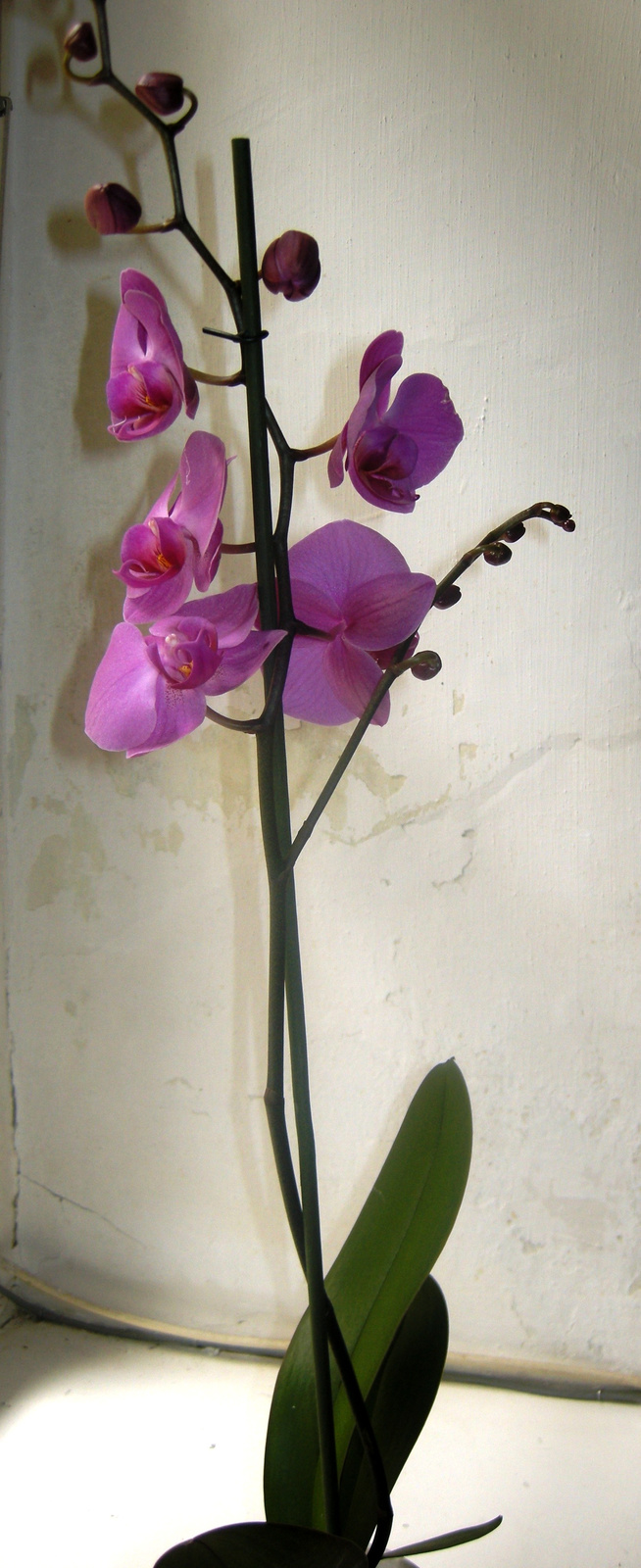 Anyák napja ,phalaenopsis