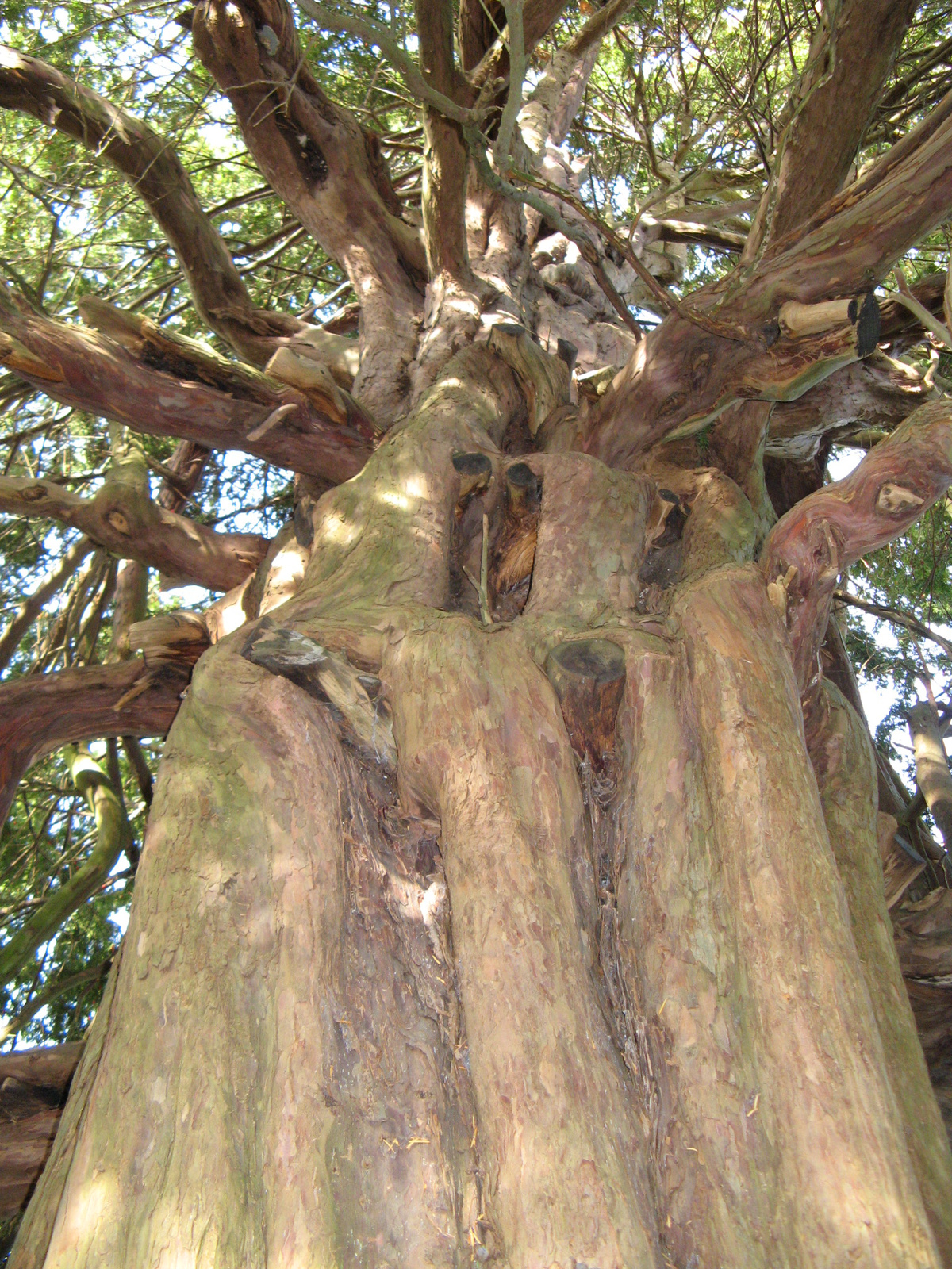 17 Hughenden Manor-i 400 éves fa